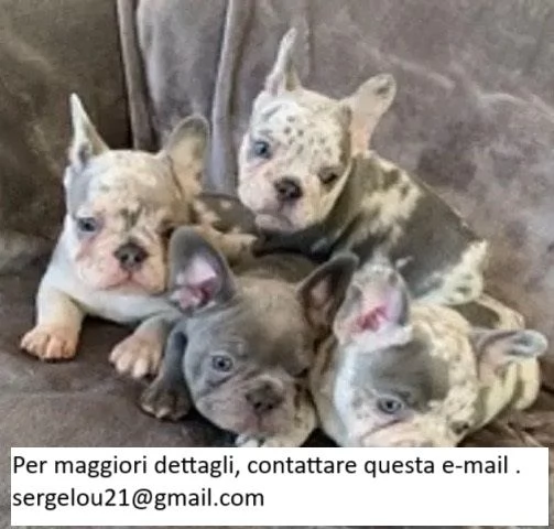 Cucciolo di bulldog francese