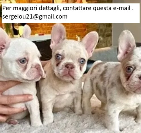 Bulldog francese disponibile