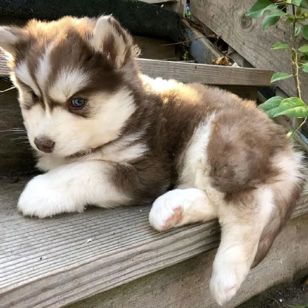 Husky 