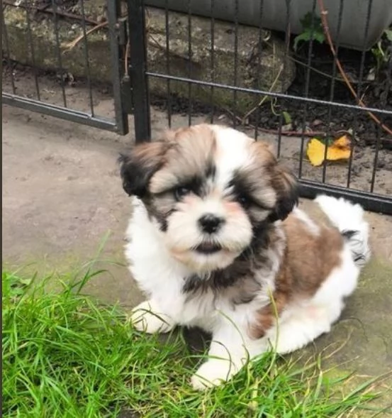 Shihtzu o Shitzu o Shih-Tzu cuccioli di due mesi | Foto 0