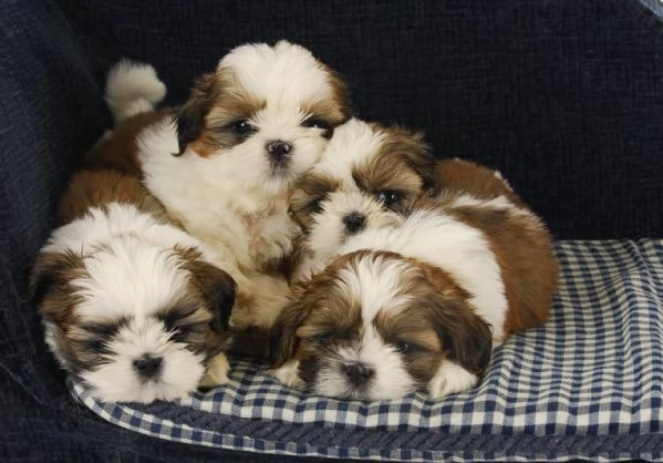 Vendita cuccioli Shih Tzu