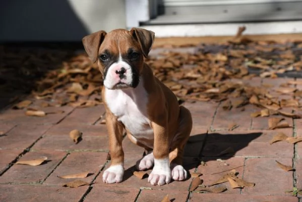 Cuccioli di boxer in adozione