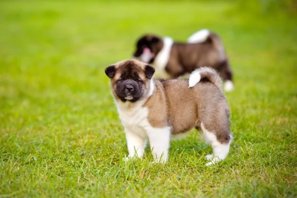 cuccioli di Akita sono ora disponibili per la vendita