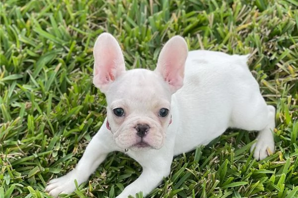 Vendo cuccioli di bulldog francese