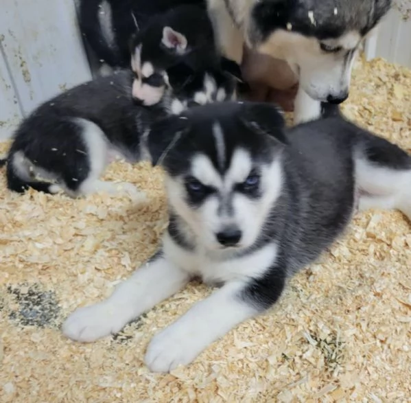 Cuccioli di husky siberiano disponibili per la vendita