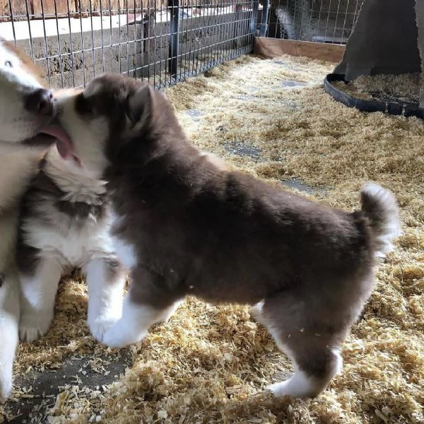 Regalo cuccioli di husky siberiano  maschi e femmina.  