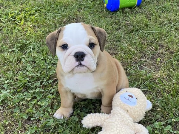 Regalo cuccioli bulldog inglese per l'adozione