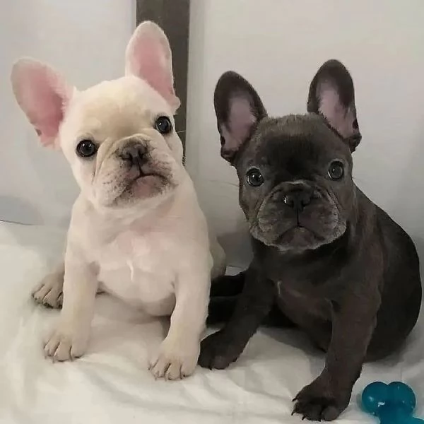 regalo maschio e femmina bouledogue francese con pedigree