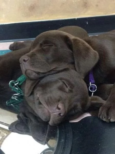 Regalo adorabili cuccioli di la labrador chicolato