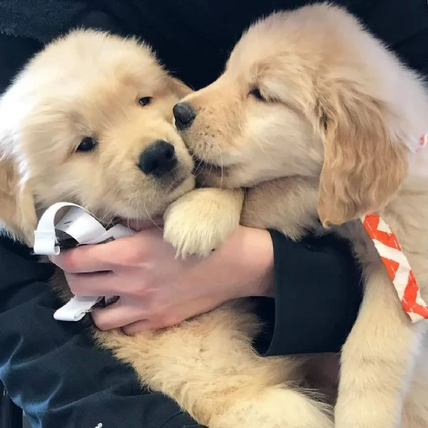 regalo golden retriever cuccioli per l'adozione