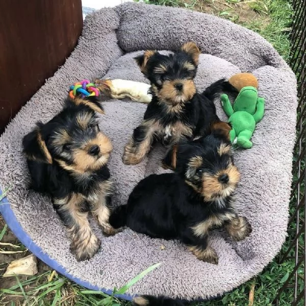 Regalo cuccioli di yorkshire.