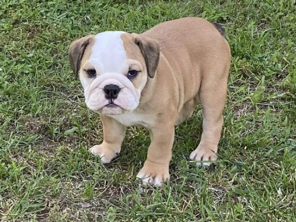 cucciolo di bulldog inglese