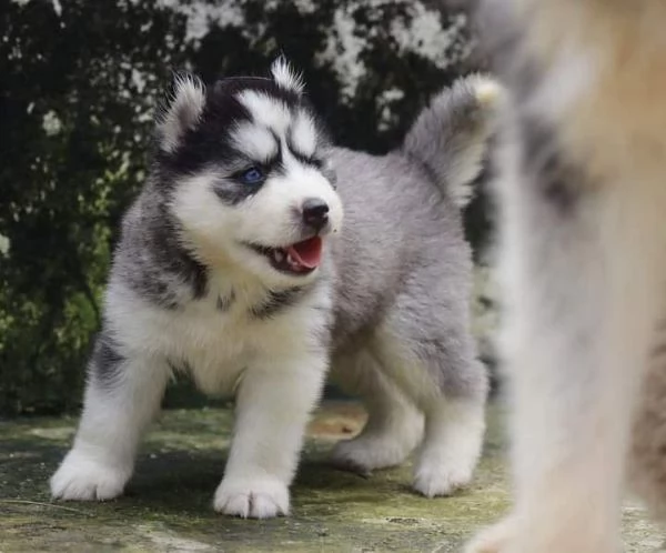 Regalo cuccioli di siberian husky 