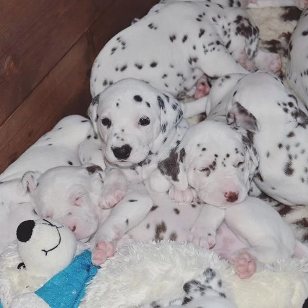 regalo dalmata cuccioli disponible per l'adozione