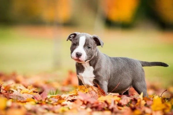 Regalo adorali cuccioli di americano pitbull femminucce e maschietti 