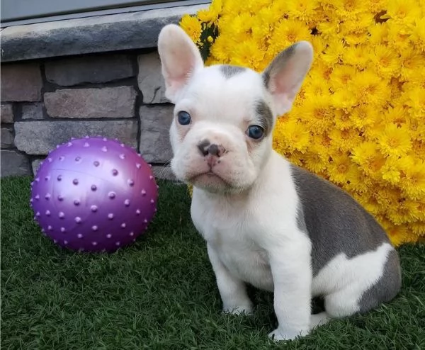 Regalo....cucciolata di bouledogue francese