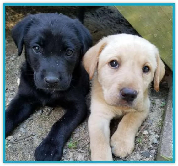 Regalo cucciolata di labrador retriever