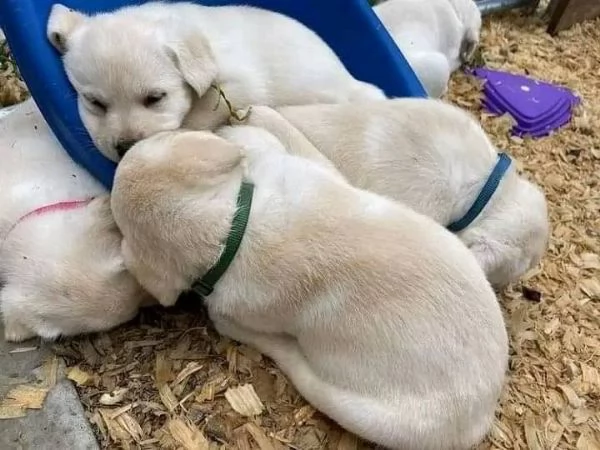 Regalo Cuccioli di Labrador cioccolato