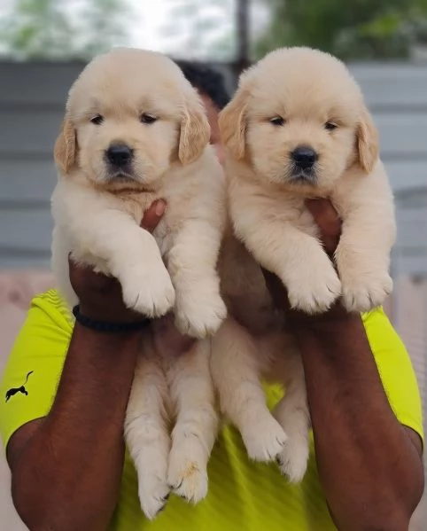 Splendidi cuccioli di Golden retriever | Foto 0