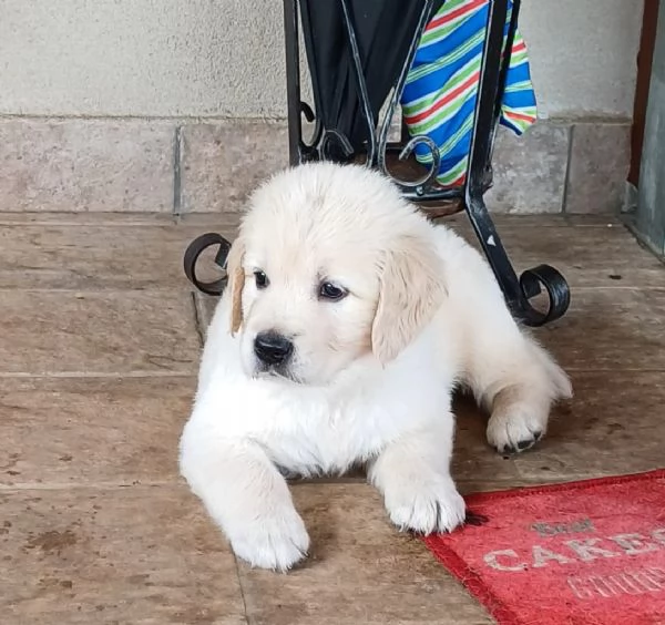 Splendidi cuccioli di Golden retriever