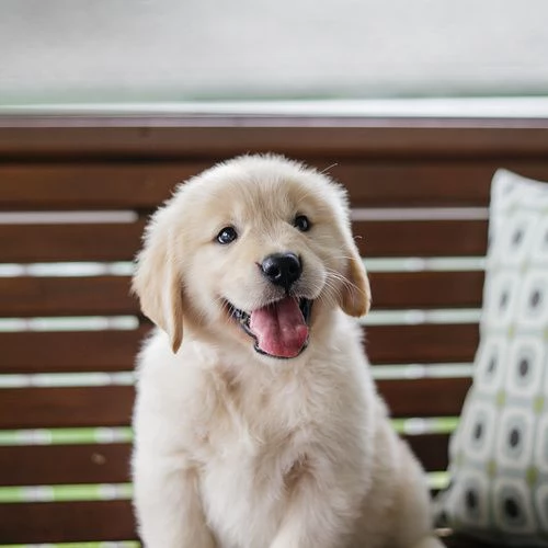 Splendidi cuccioli di Golden retriever | Foto 0