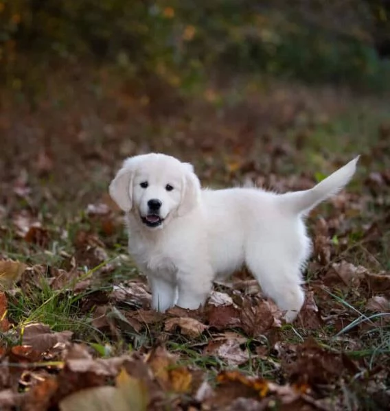 Bellissima cucciolata di Golden Retriever! | Foto 0