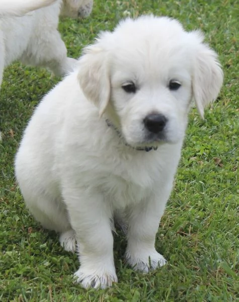 Bellissima cucciolata di Golden Retriever!