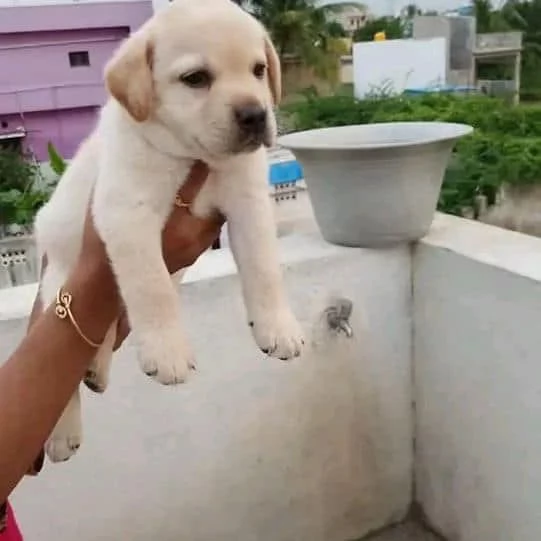 Due cuccioli di Labrador