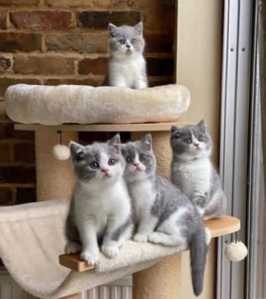 Adorabili cucciole British Shorthair