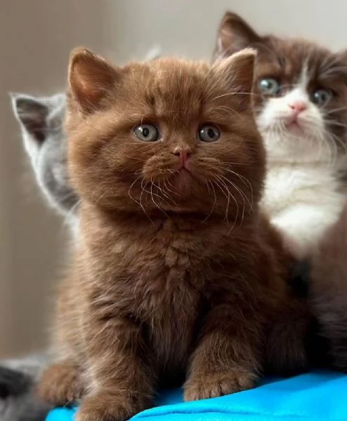 Cuccioli British shorthair