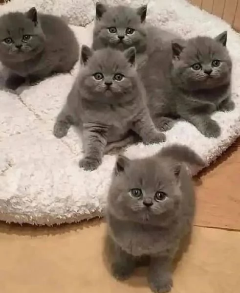 British Shorthair.