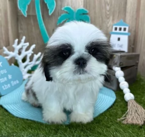 Cucciola shih tzu