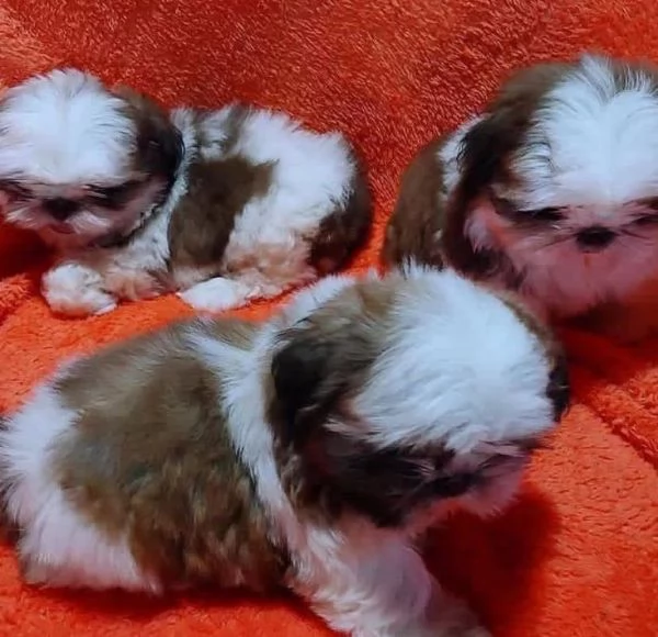 Vendita Cucciolo Shihtzu