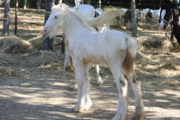 Irish cob Gypsy vanner 