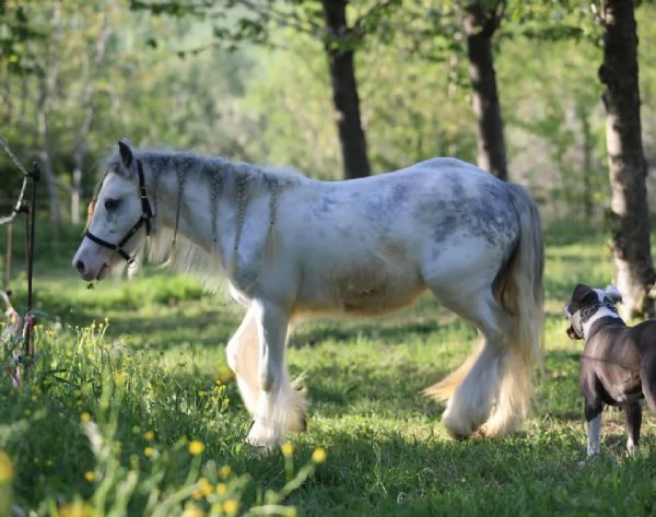 Irish cob Gypsy vanner  | Foto 4