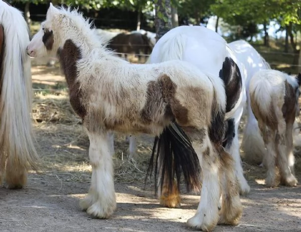 Irish cob Gypsy vanner  | Foto 3