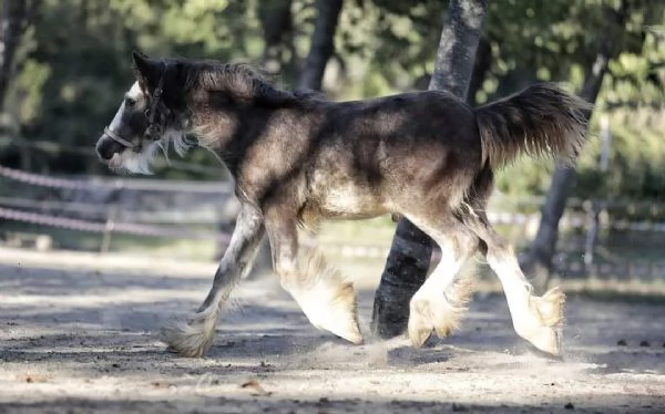 Irish cob Gypsy vanner  | Foto 2