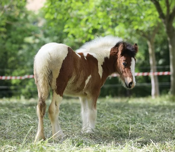 Irish cob Gypsy vanner  | Foto 1