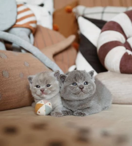  British Shorthair 