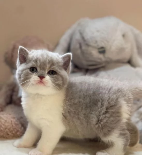 british shorthair