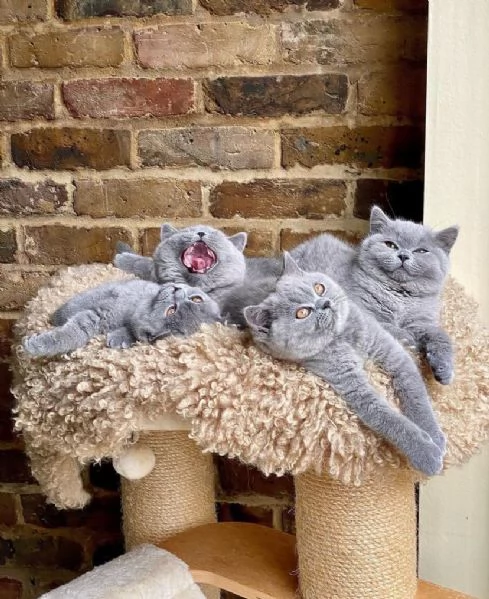 Gattini / gattino British shorthair