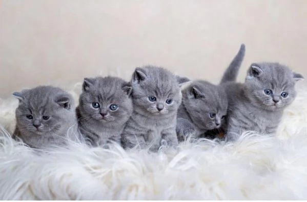  British Shorthair con Pedigree