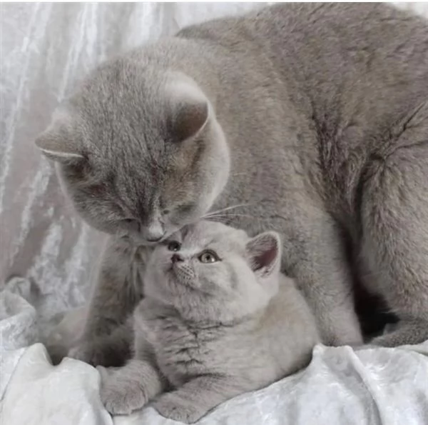 British shorthair