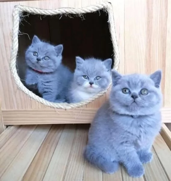 Cuccioli British shorthair