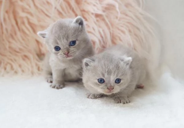 British shorthair cucciolo