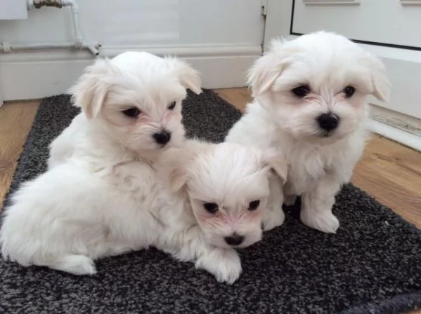 REGALO cachorros de Bichon Maltes Mini Toy Para Adopcion