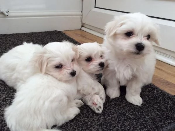 REGALO cachorros de Bichon Maltes Mini Toy Para Adopcion | Foto 2