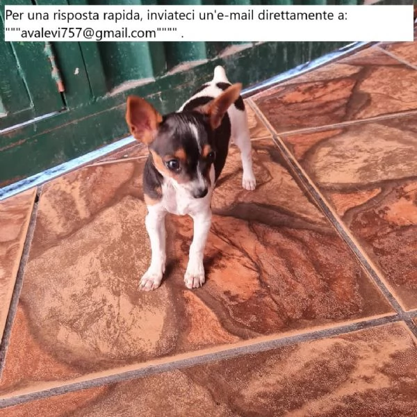 Bellissimi cuccioli di Pinscher