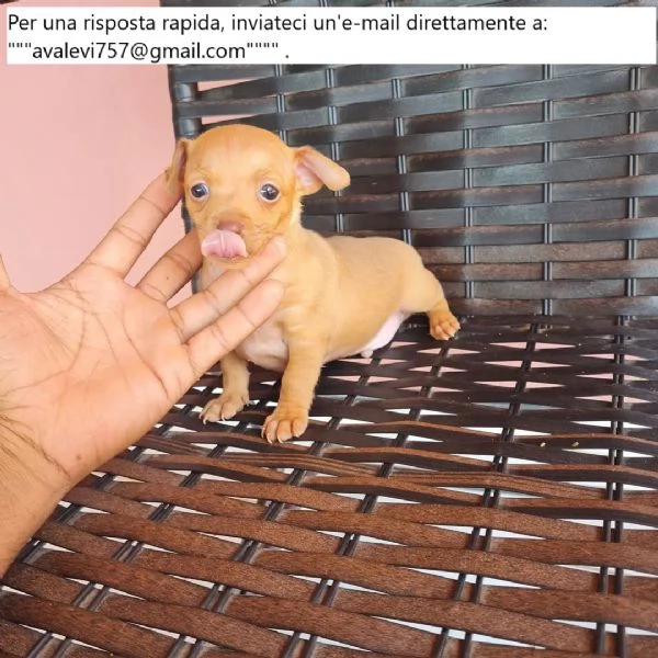 Bellissimi cuccioli di Pinscher Puri | Foto 5