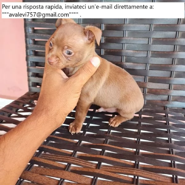 Bellissimi cuccioli di Pinscher Puri | Foto 0